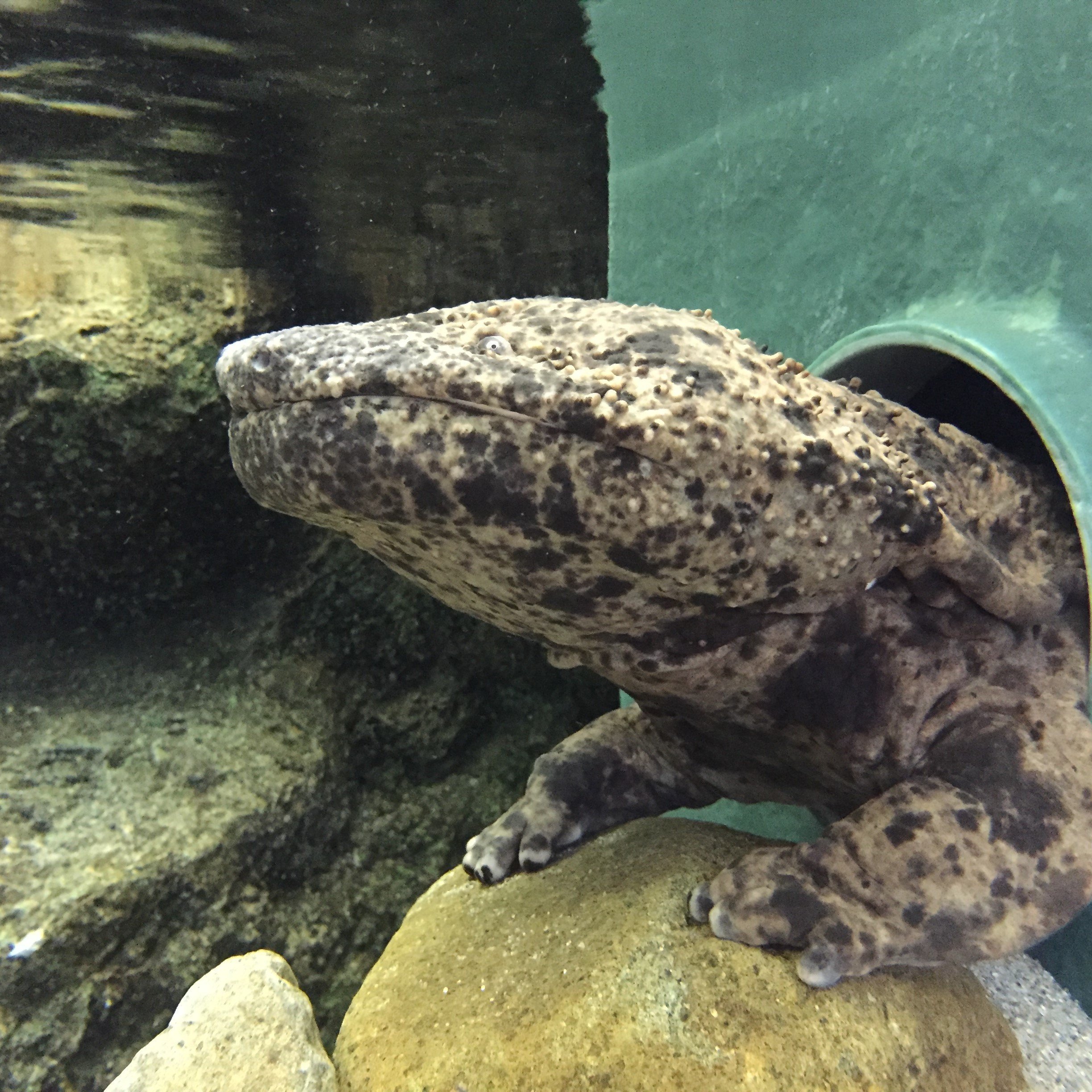 🦎 일본왕도롱뇽 센터(한자키 센터) 이미지 4